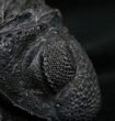 Large Enrolled Drotops Trilobite - Super Eyes #7135-3